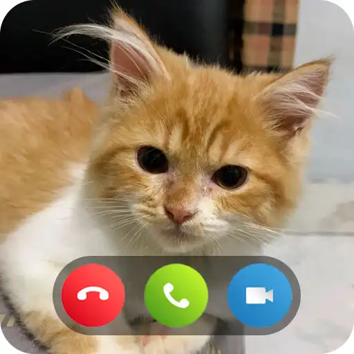 Play Kucing Koma Sijeruk Video Call APK