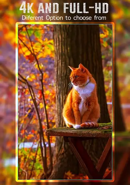 Play kucing wallpaper kucing as an online game kucing wallpaper kucing with UptoPlay