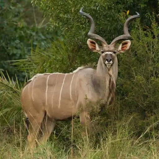 Play Kudu Wallpaper APK