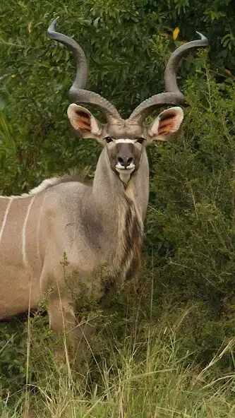 Play Kudu Wallpaper  and enjoy Kudu Wallpaper with UptoPlay
