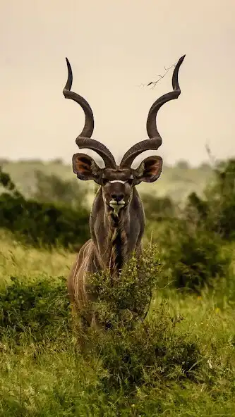 Play Kudu Wallpaper as an online game Kudu Wallpaper with UptoPlay
