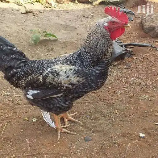 Play Kuku Farm as an online game Kuku Farm with UptoPlay