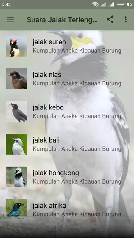 Play Kumpulan Kicau Burung Jalak Lengkap