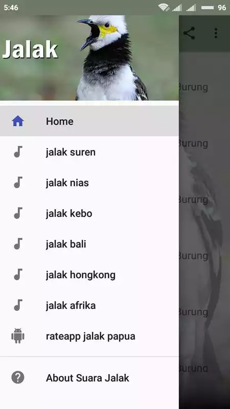 Play Kumpulan Kicau Burung Jalak Lengkap