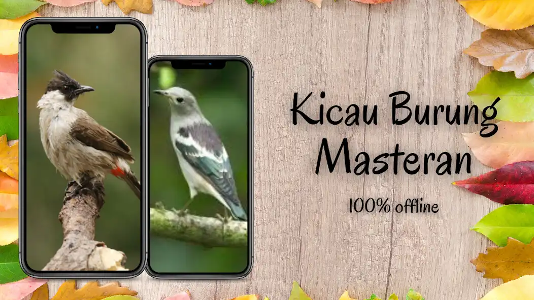 Play Kumpulan Kicau Burung Offline  and enjoy Kumpulan Kicau Burung Offline with UptoPlay