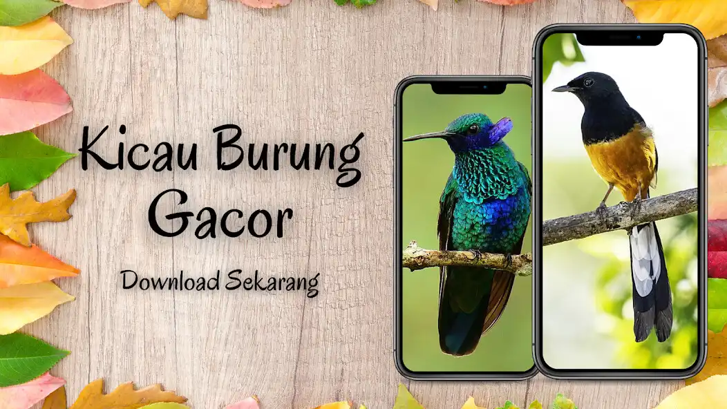 Play Kumpulan Kicau Burung Offline as an online game Kumpulan Kicau Burung Offline with UptoPlay