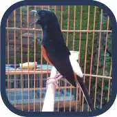 Free play online Kumpulan Kicau Murai Batu Offline Mp3 APK Free play online Kumpulan Kicau Murai Batu Offline Mp3 APK