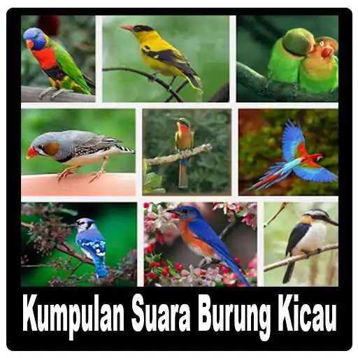 Play Kumpulan Suara Burung Kicau