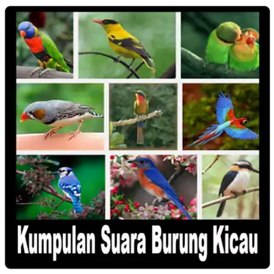 Play Kumpulan Suara Burung Kicau