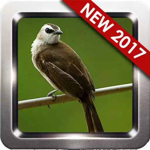 Free play online Kumpulan Suara Burung Trucukan APK Free play online Kumpulan Suara Burung Trucukan APK