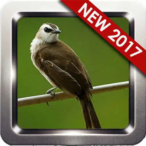 Run free android online Kumpulan Suara Burung Trucukan APK Run free android online Kumpulan Suara Burung Trucukan APK