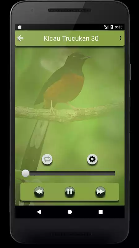Play Kumpulan Suara Burung Trucukan