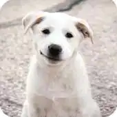 Free play online Labrador Dog Wallpaper APK Free play online Labrador Dog Wallpaper APK