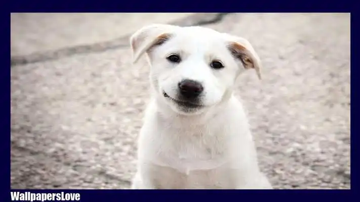 Play Labrador Dog Wallpaper