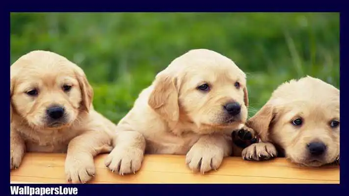 Play Labrador Dog Wallpaper
