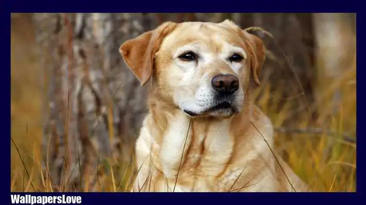 Play Labrador Dog Wallpaper