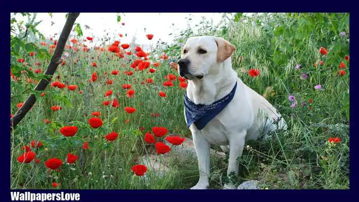 Play Labrador Dog Wallpaper