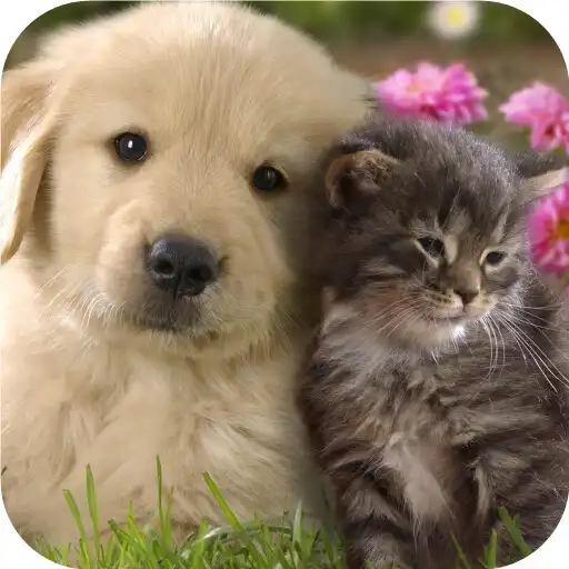 Free play online Labrador. Dog Wallpapers APK