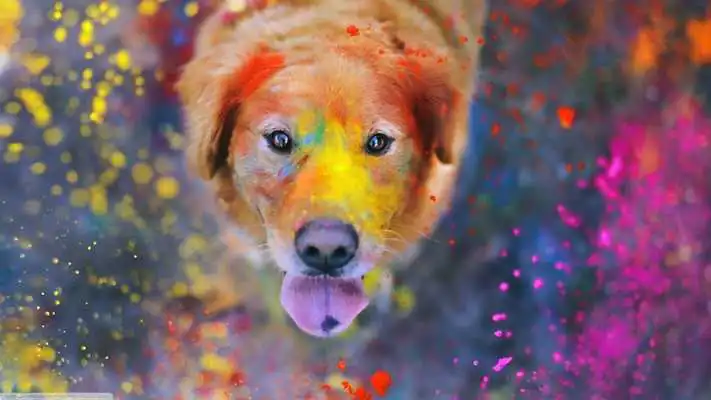 Play Labrador. Dog Wallpapers
