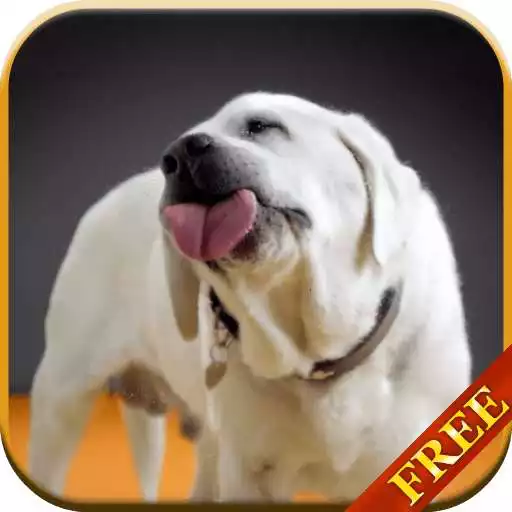 Free play online Labrador Licks Screen LWP  APK