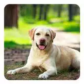 Free play online Labrador Live Wallpaper APK