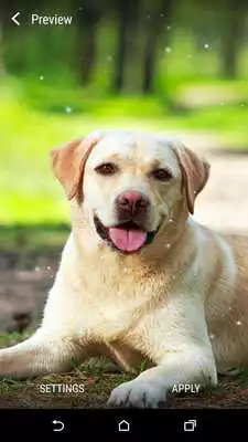Play Labrador Live Wallpaper