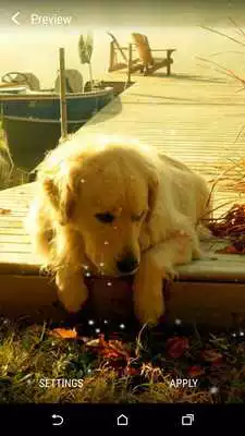 Play Labrador Live Wallpaper