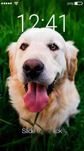 Play Labrador Puppy Cute Dog Retriever Theme Screen  and enjoy Labrador Puppy Cute Dog Retriever Theme Screen with UptoPlay