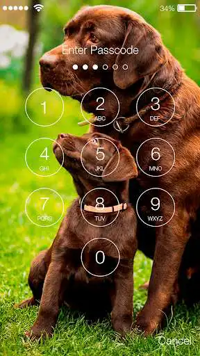 Play Labrador Puppy Cute Dog Retriever Theme Screen as an online game Labrador Puppy Cute Dog Retriever Theme Screen with UptoPlay