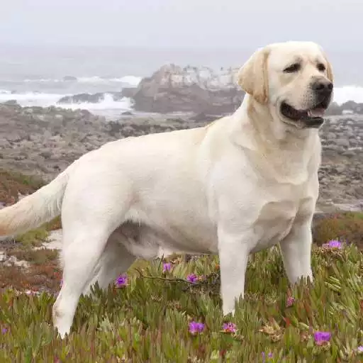 Run free android online Labrador Retriever Dogs Themes APK Run free android online Labrador Retriever Dogs Themes APK
