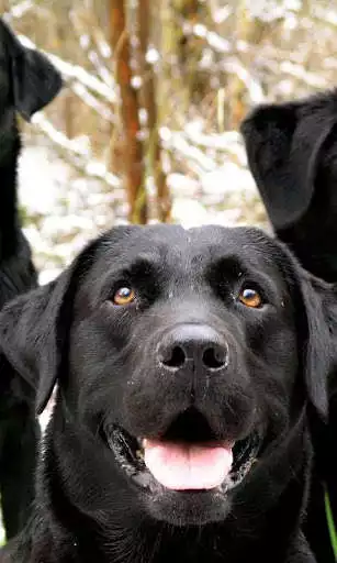 Play APK Labrador Retriever Dogs Themes  and enjoy Labrador Retriever Dogs Themes with UptoPlay com.altothem.LabradorRetrieverDogsThemes