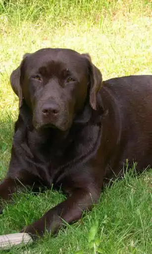Play APK Labrador Retriever Dogs Themes  and enjoy Labrador Retriever Dogs Themes with UptoPlay com.altothem.LabradorRetrieverDogsThemes