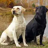 Free play online Labrador Retrievers Wallpapers APK