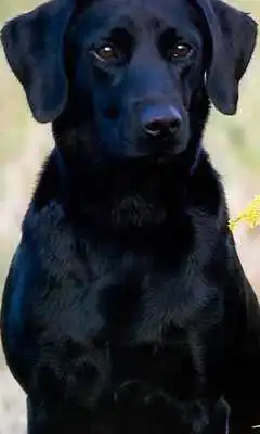 Play Labrador Retrievers Wallpapers Play Labrador Retrievers Wallpapers