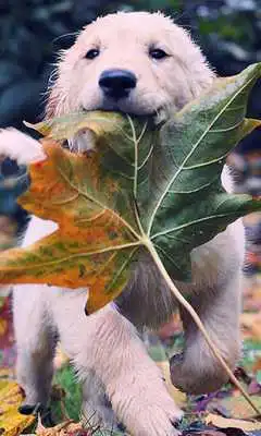 Play Labrador Retrievers Wallpapers Play Labrador Retrievers Wallpapers