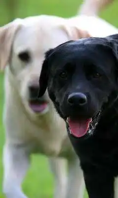 Play Labrador Retrievers Wallpapers Play Labrador Retrievers Wallpapers