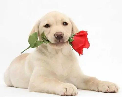 Play Labrador Retrievers Wallpapers Play Labrador Retrievers Wallpapers