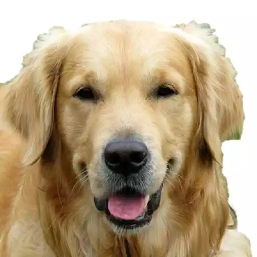 Free play online Labrador Retriever Wallpapers APK Free play online Labrador Retriever Wallpapers APK