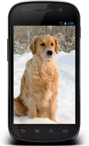 Play Labrador Retriever Wallpapers