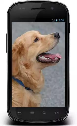 Play Labrador Retriever Wallpapers