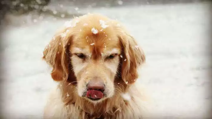 Play Labrador Retriever Wallpapers