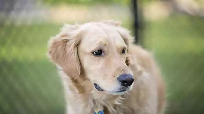Play Labrador Retriever Wallpapers