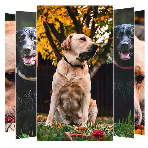 Play Labrador Wallpapers APK Play Labrador Wallpapers APK