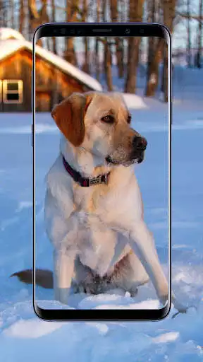 Play Labrador Wallpapers  and enjoy Labrador Wallpapers with UptoPlay