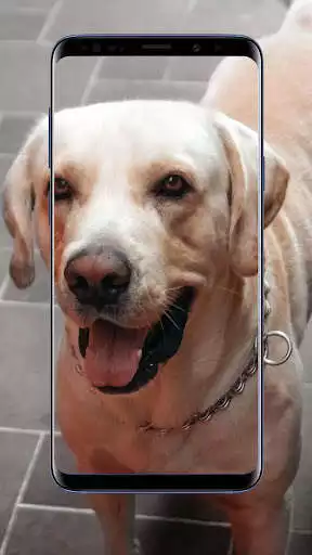 Play Labrador Wallpapers as an online game Labrador Wallpapers with UptoPlay
