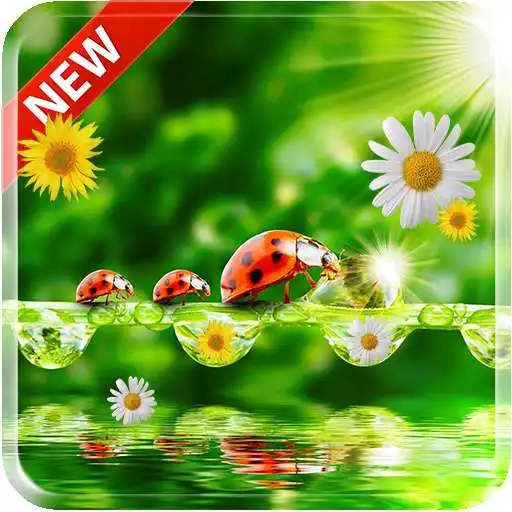 Free play online Ladybug 3D Live Wallpaper APK Free play online Ladybug 3D Live Wallpaper APK