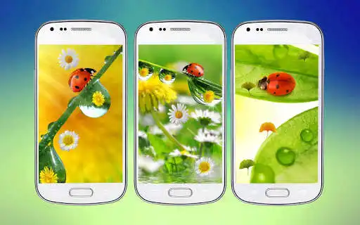 Play Ladybug 3D Live Wallpaper