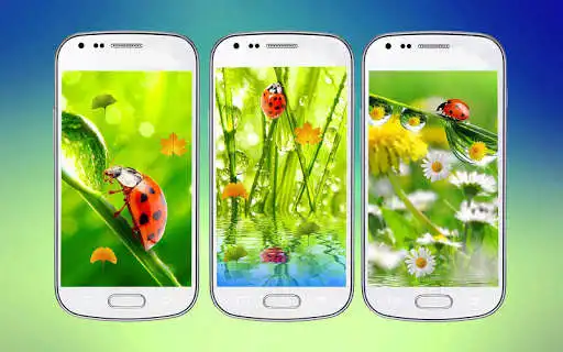 Play Ladybug 3D Live Wallpaper