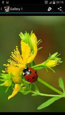 Play Ladybug Ideas