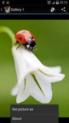 Play Ladybug Ideas